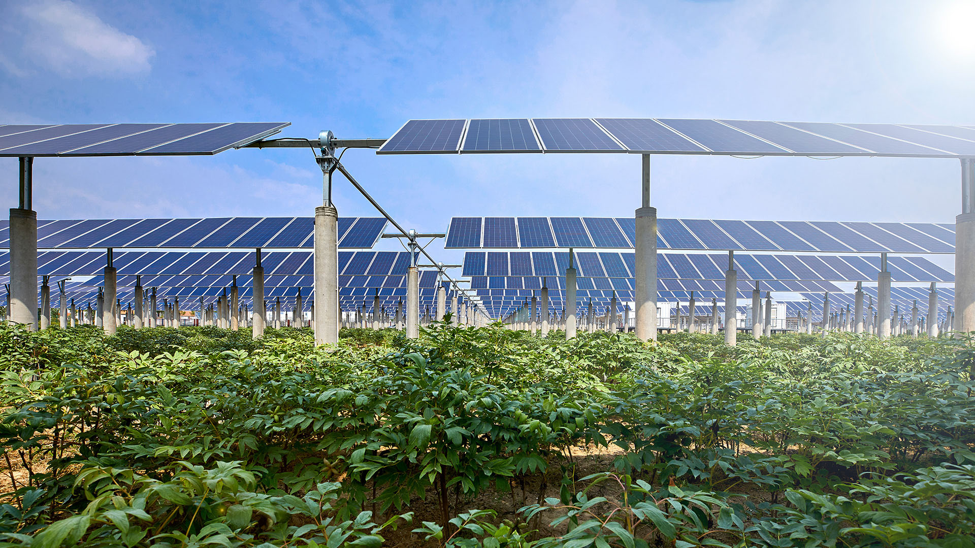 Agricultural Solar Power Plants